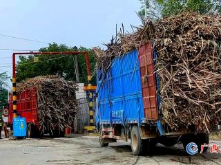 宁明县2022/2023榨季甘蔗砍运榨有序推进